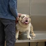Animal House Veterinary Hospital