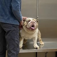 Animal House Veterinary Hospital ico