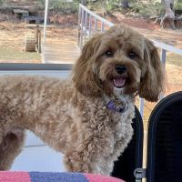 Pinnacle Veterinary Group ico