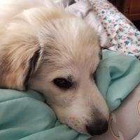 Golden Corner Veterinary Hospital ico
