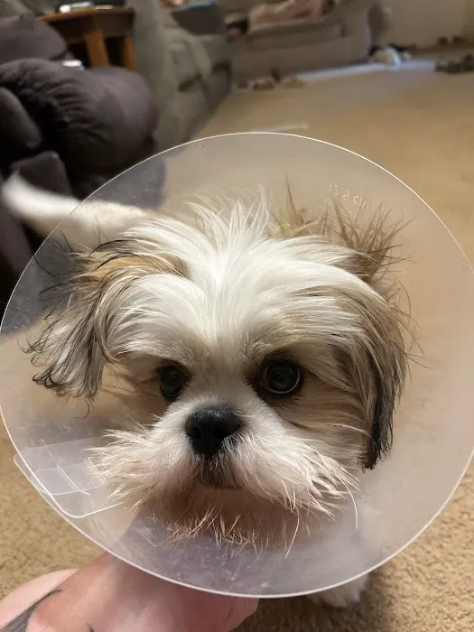 Golden Corner Veterinary Hospital Picture 9