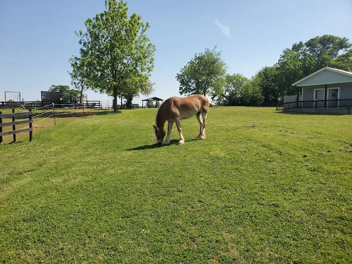Wild Hearts Equine Therapy Center Picture 2