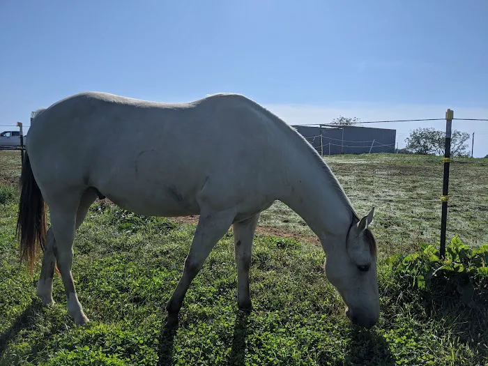 Wild Hearts Equine Therapy Center Picture 8