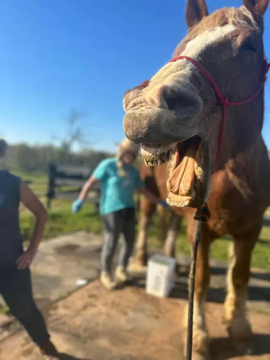 Wild Hearts Equine Therapy Center Picture 3