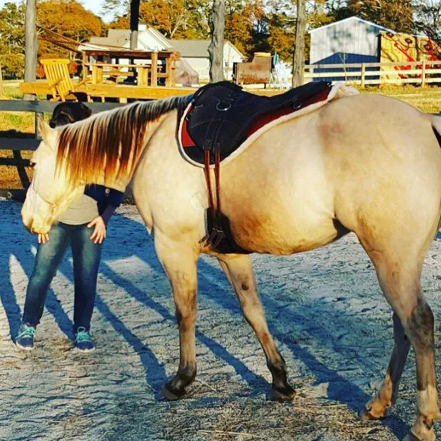Wild Hearts Equine Therapy Center Picture 4