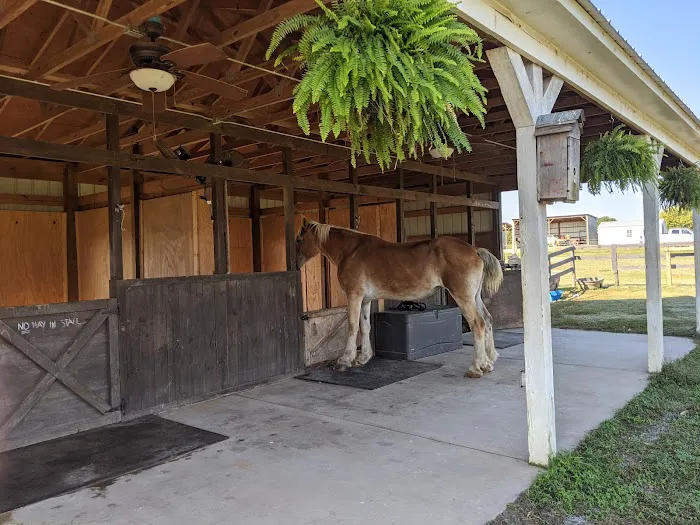 Wild Hearts Equine Therapy Center Picture 10