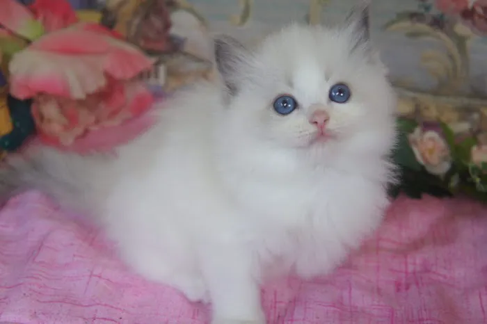 Riterags Ragdolls Picture 6
