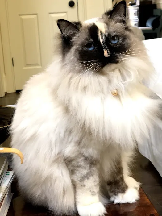 Riterags Ragdolls Picture 2