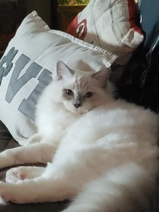Riterags Ragdolls Picture 5