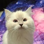 Riterags Ragdolls