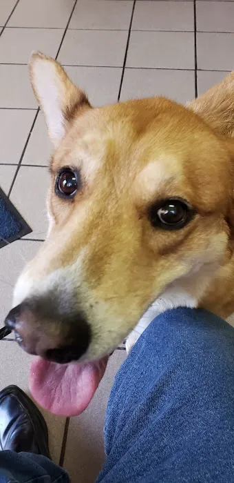 Sunset Animal Clinic Picture 8