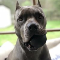Sunset Animal Clinic ico