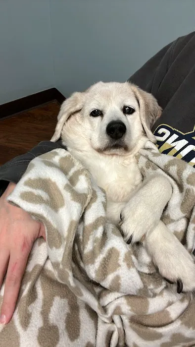 CVETS - Veterinary Urgent Care Picture 9