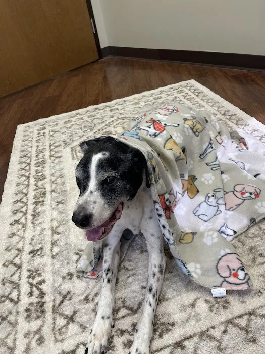 CVETS - Veterinary Urgent Care Picture 8