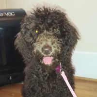 Veterinary Care Center ico