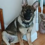 Mountain Emergency Animal Center