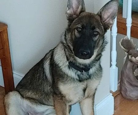 Mountain Emergency Animal Center