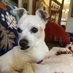 Ocoee Animal Hospital
