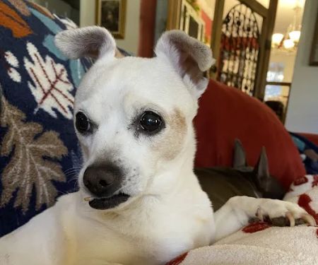 Ocoee Animal Hospital