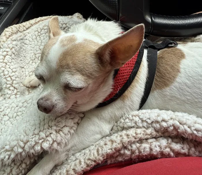 Ocoee Animal Hospital Picture 2