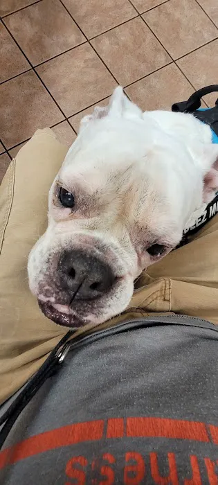 VCA Appalachian Animal Hospital Picture 2