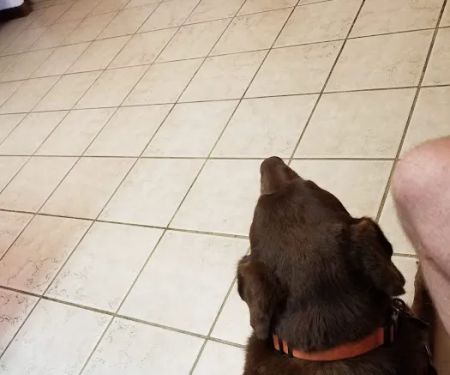 Ellijay Animal Hospital: Redman Jeff DVM