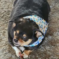 Ellijay Animal Hospital ico