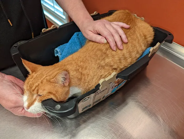 Ellijay Animal Hospital Picture 6