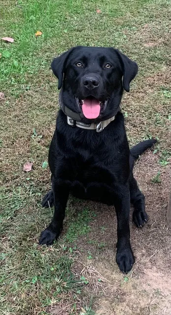 Ellijay Animal Hospital Picture 4