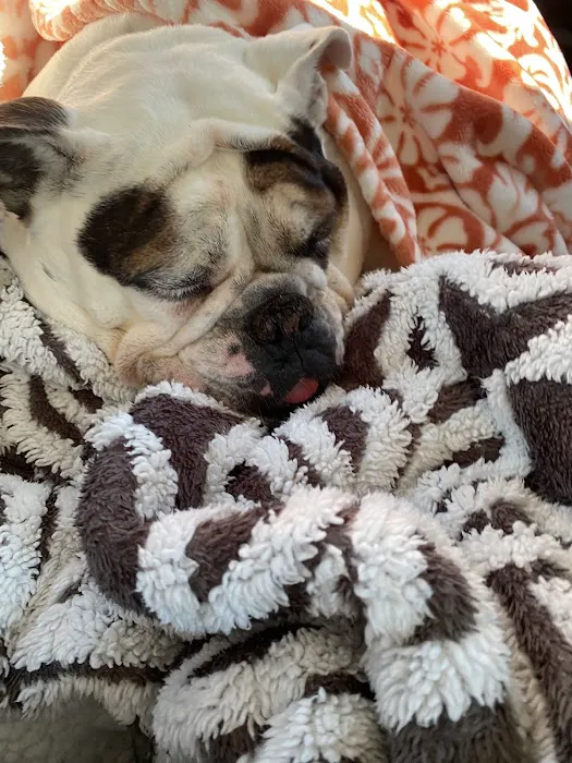 Ellijay Animal Hospital Picture 8