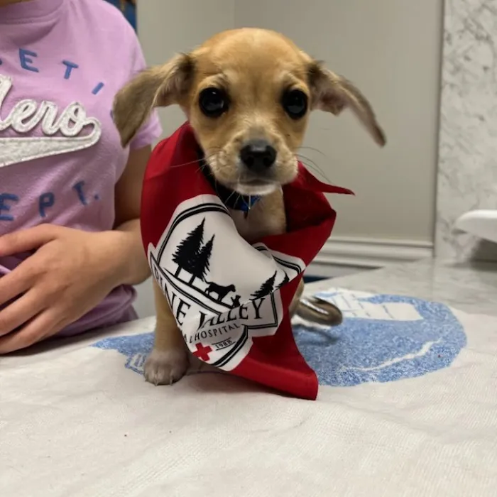 Pine Valley Animal Hospital Picture 7