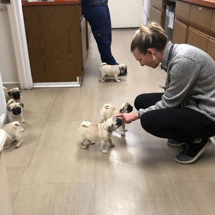 Pine Valley Animal Hospital Picture 8