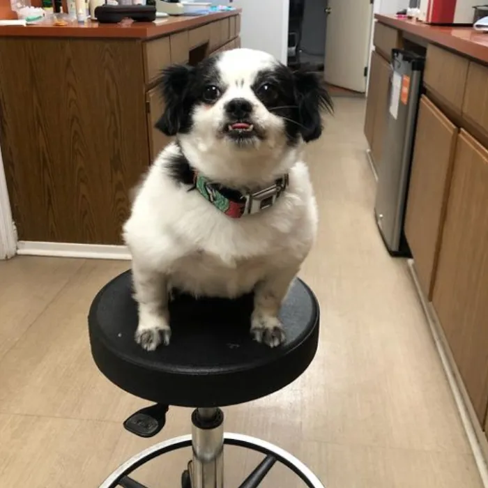 Pine Valley Animal Hospital Picture 6