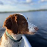 Swansboro Animal Hospital Emergency and Trauma Center