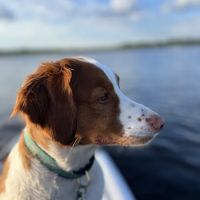 Swansboro Animal Hospital Emergency and Trauma Center ico