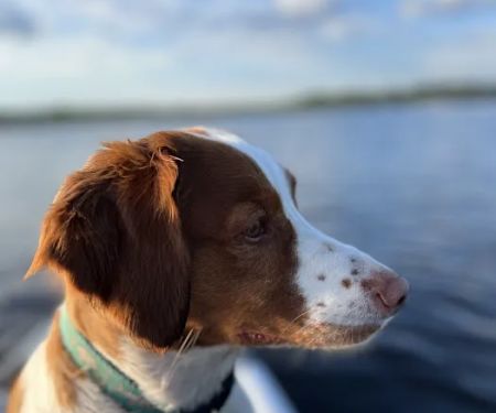 Swansboro Animal Hospital Emergency and Trauma Center