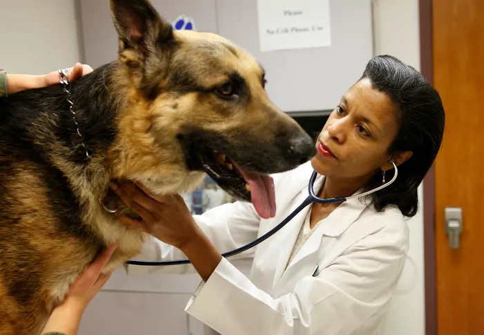 Bayshore Animal Hospital, PLLC Picture 4