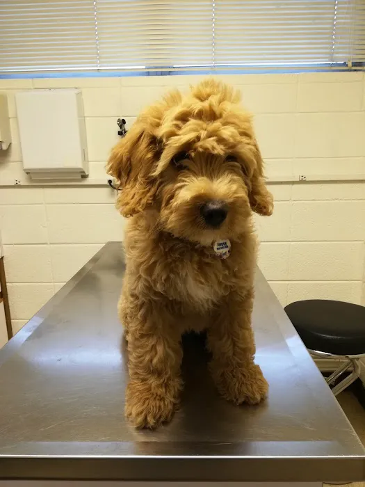 Bayshore Animal Hospital, PLLC Picture 6