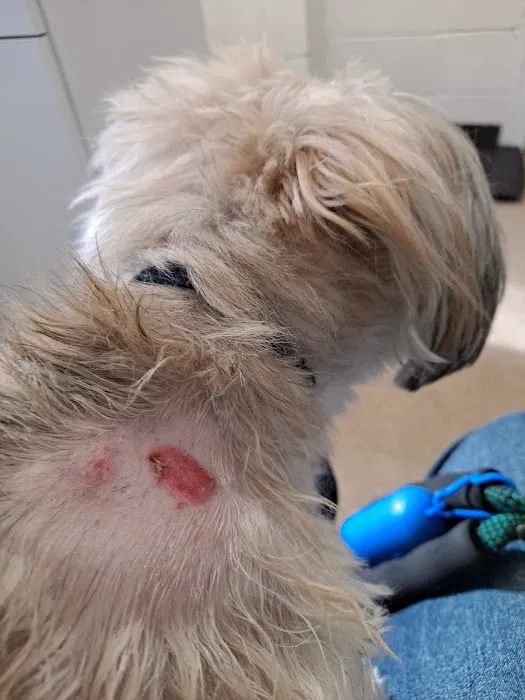 Bayshore Animal Hospital, PLLC Picture 10
