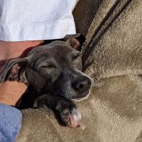 Brigadoon Animal Hospital: Morton Lisa DVM ico