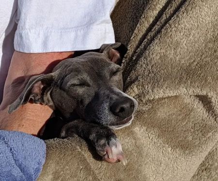 Brigadoon Animal Hospital: Morton Lisa DVM