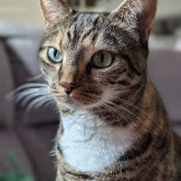 Brigadoon Animal Hospital ico