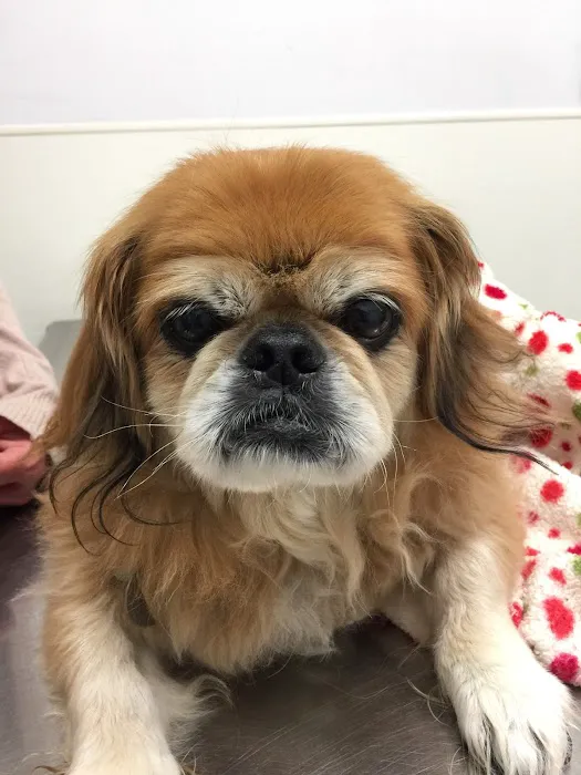 Brigadoon Animal Hospital Picture 5