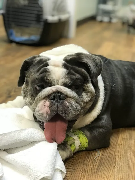 Island Pet Veterinary Hospital Picture 8