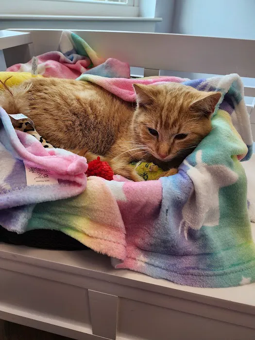 Island Pet Veterinary Hospital Picture 9