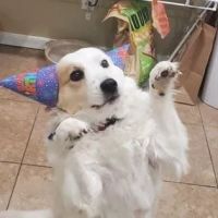 Island Pet Veterinary Hospital ico