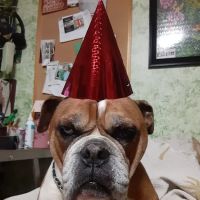 The Animal Clinic, P.S.C. ico