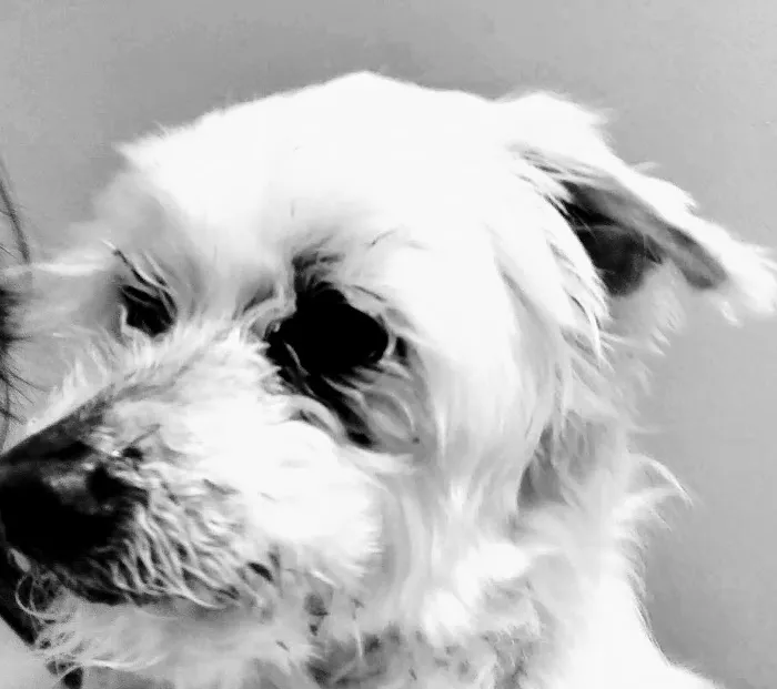 Knox County Veterinary Services, Inc. Picture 5