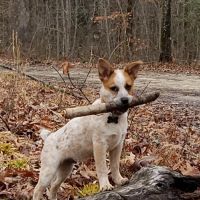 Williamsburg Veterinary Clinic ico
