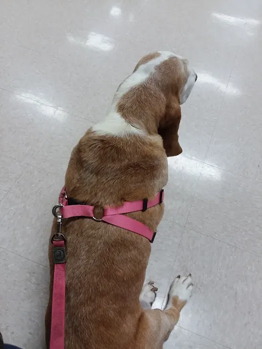 Williamsburg Veterinary Clinic Picture 5